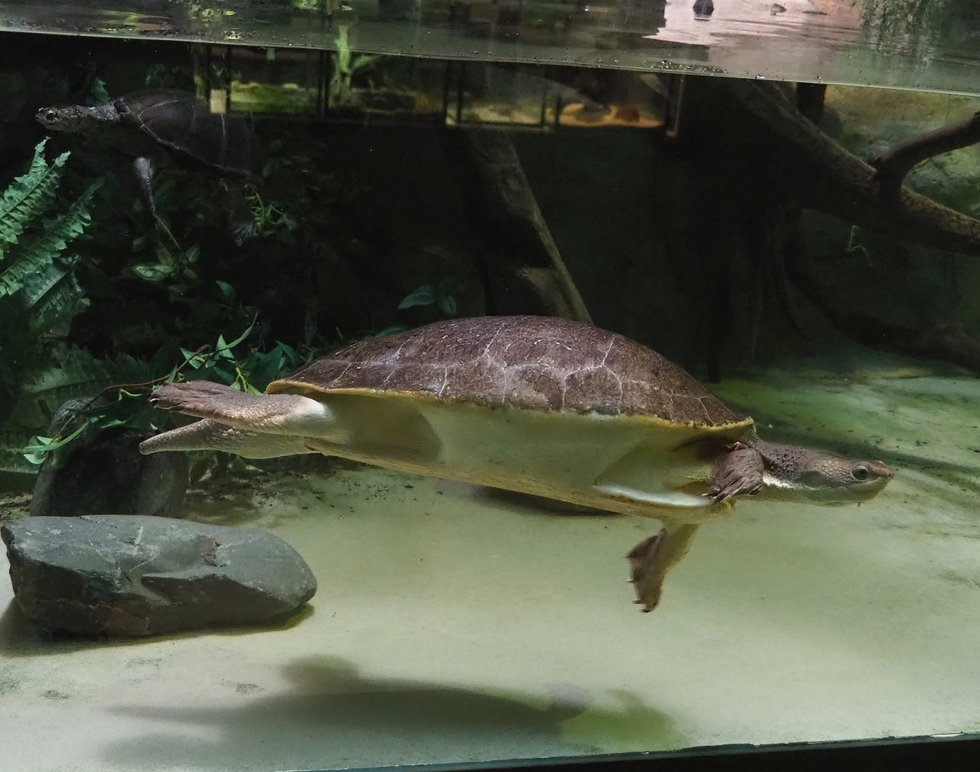 Branderhorst´s snapping turtle (Elseya branderhorsti), 2022-10-29
