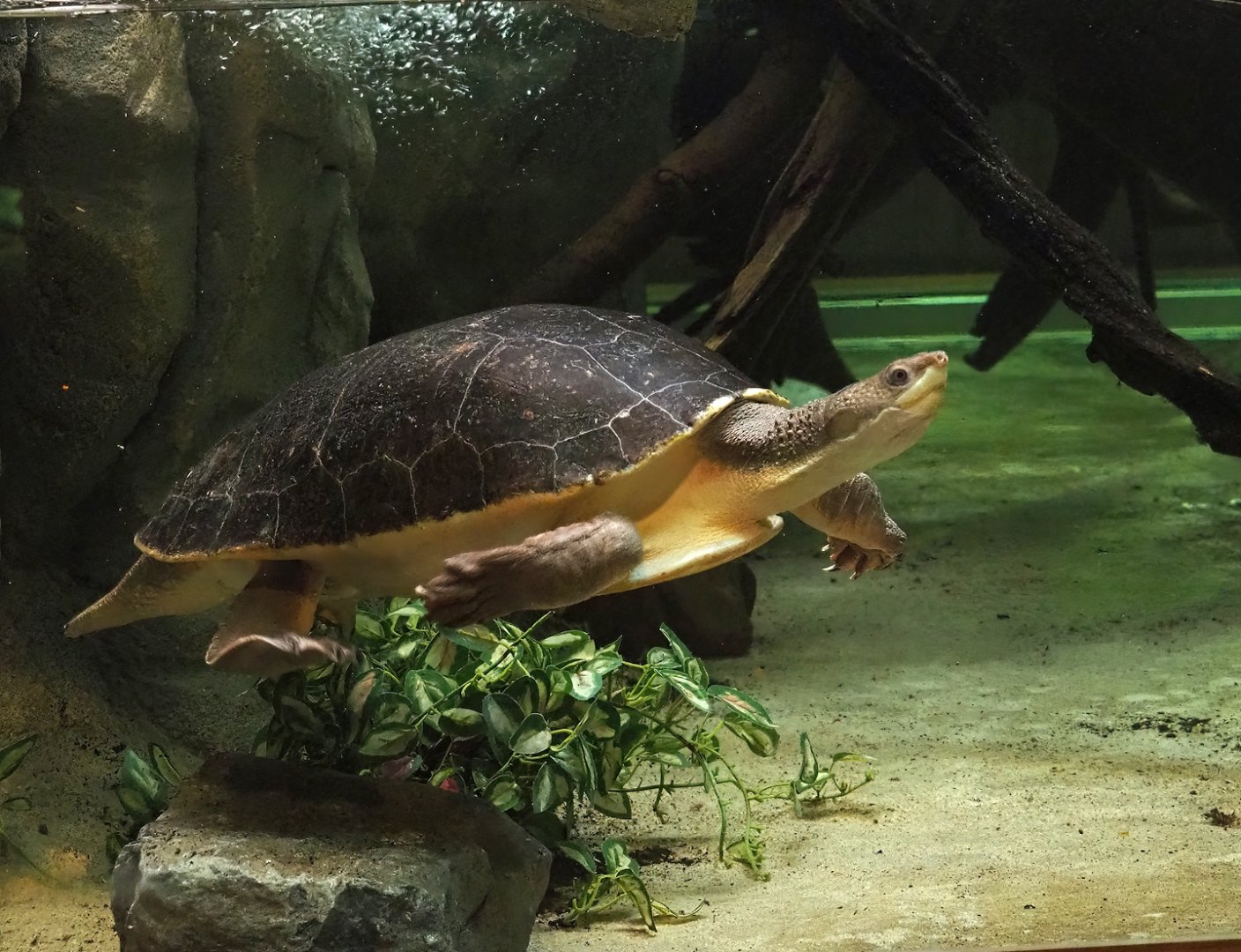 Branderhorst´s snapping turtle (Elseya branderhorsti), 2023-04-08