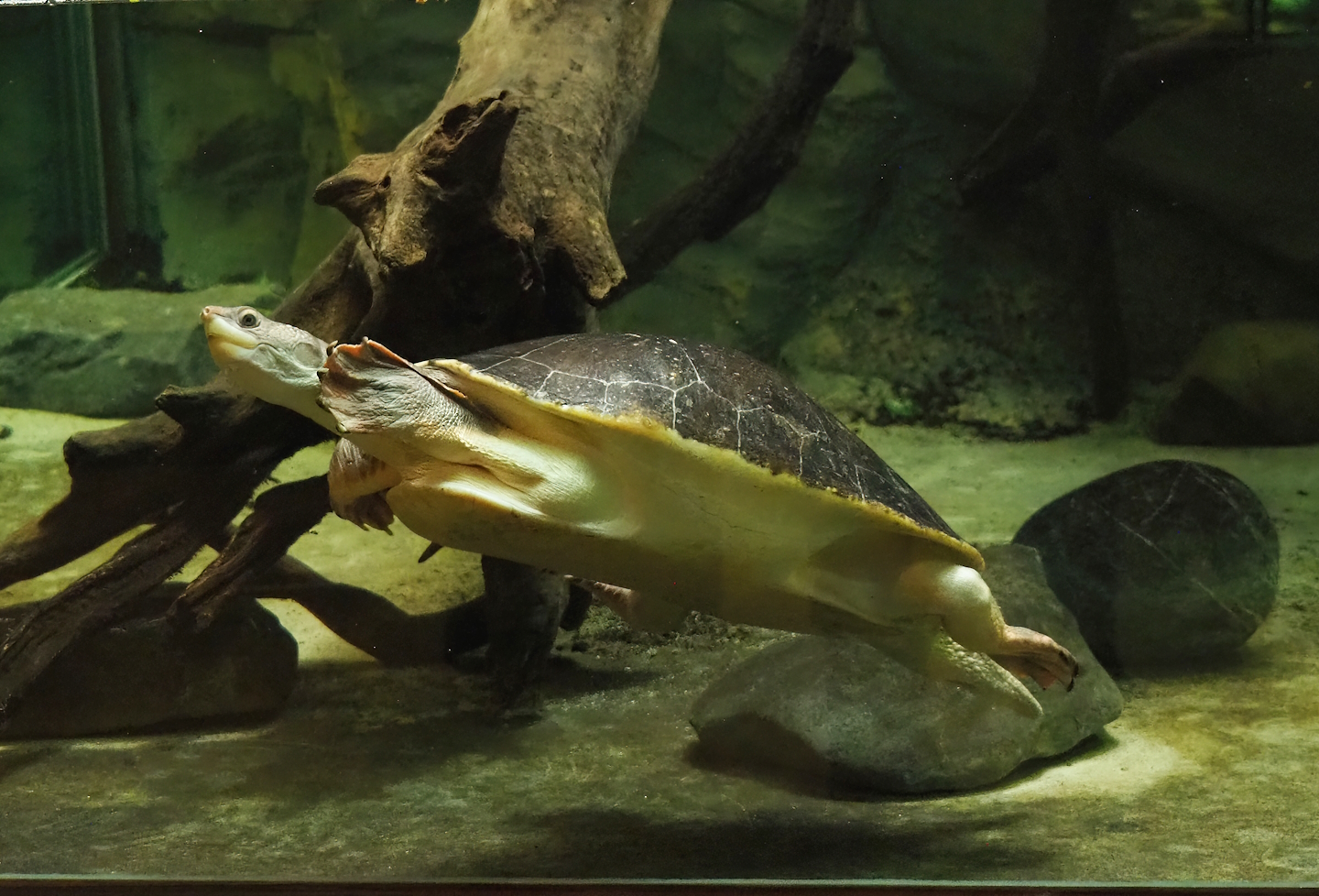 Branderhorst´s snapping turtle (Elseya branderhorsti), 2023-04-08