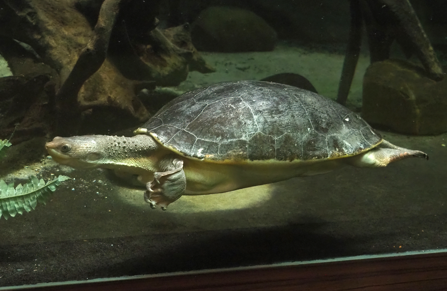 Branderhorst´s snapping turtle (Elseya branderhorsti), 2023-07-02