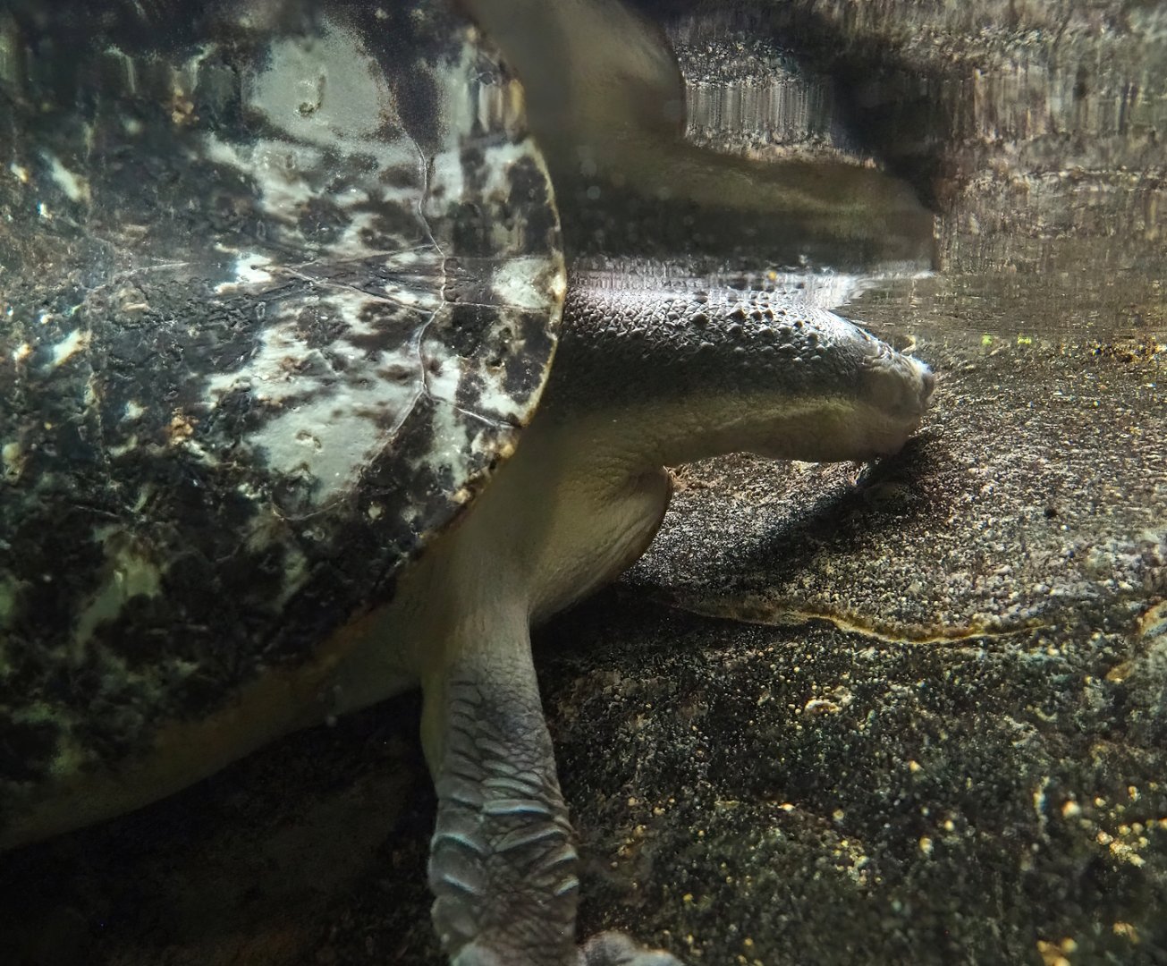 Branderhorst´s snapping turtle (Elseya branderhorsti), 2023-07-02