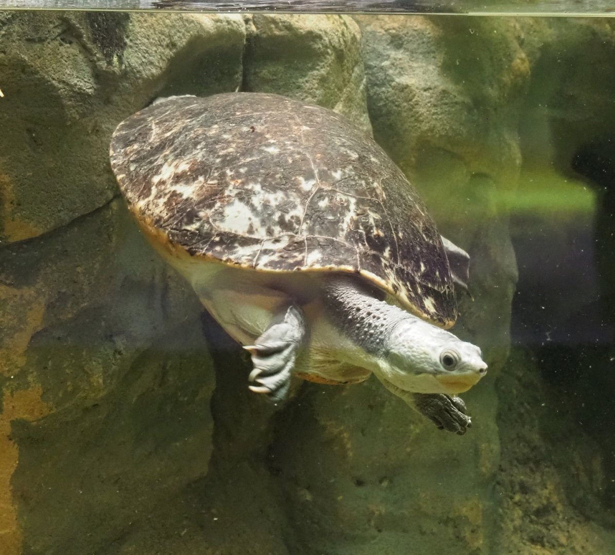 Branderhorst´s snapping turtle (Elseya branderhorsti), 2023-07-22