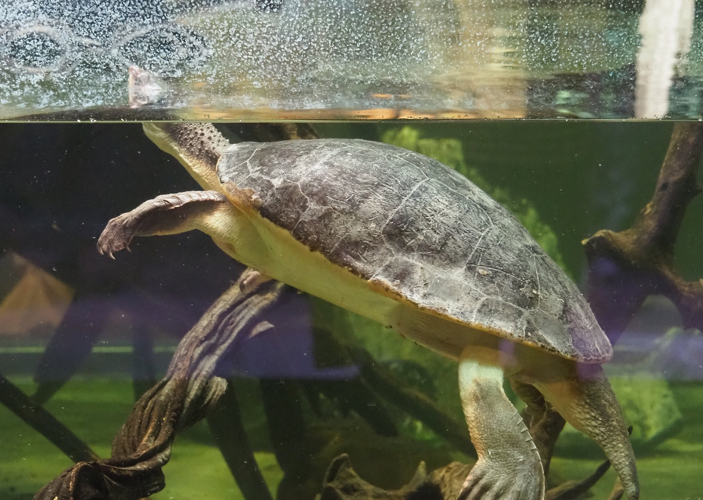 Branderhorst´s snapping turtle (Elseya branderhorsti), 2023-07-22