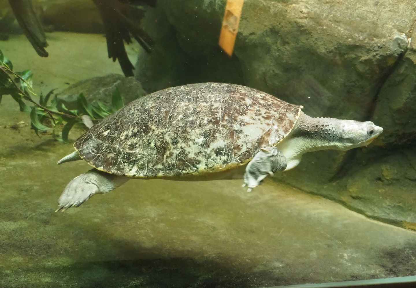 Branderhorst's snapping turtle (Elseya branderhorsti), 2022-08-16