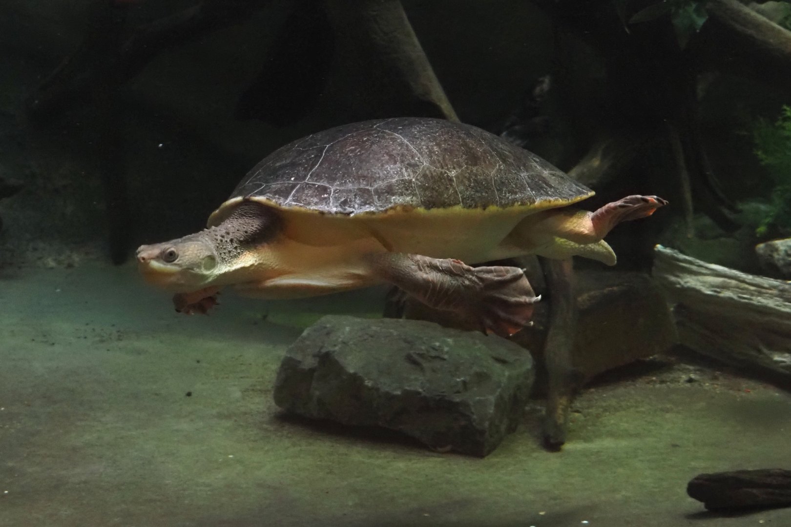 Branderhorst's snapping turtle (Elseya branderhorsti), 2024-03-09