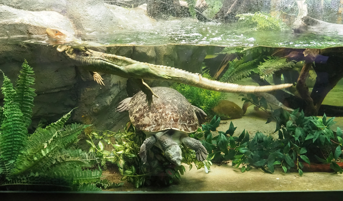 Branderhorst's snapping turtle (Elseya branderhorsti) and Caiman lizard (Dracaena guianensis), 2022-08-16