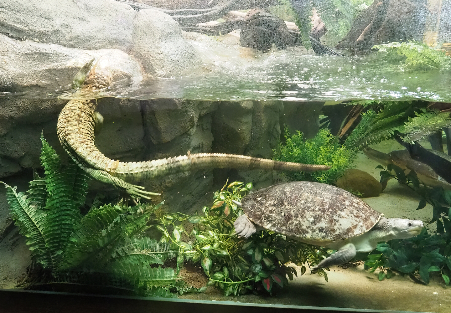 Branderhorst's snapping turtle (Elseya branderhorsti) and Caiman lizard (Dracaena guianensis), 2022-08-16