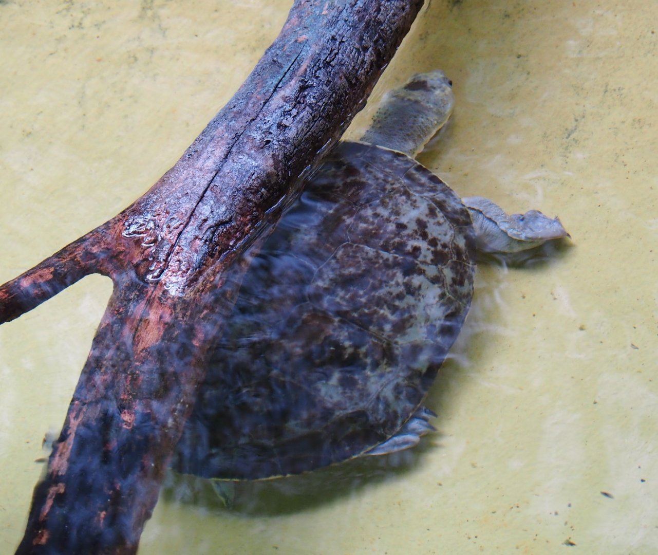 Branderhorst's snapping turtle (Elseya branderhorsti), Feb 27th, 2019