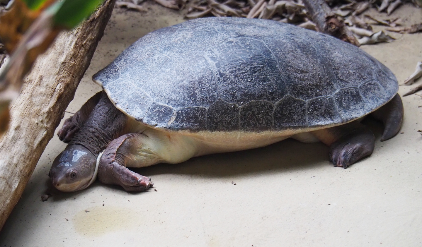 Branderhorst's snapping turtle (Elseya branderhorsti)