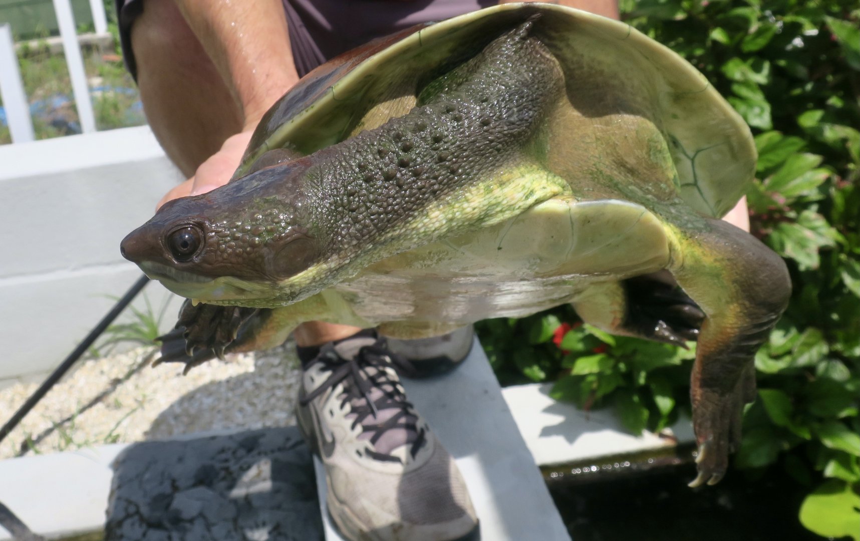 Branderhorst's Snapping Turtle (Elseya branderhorsti)