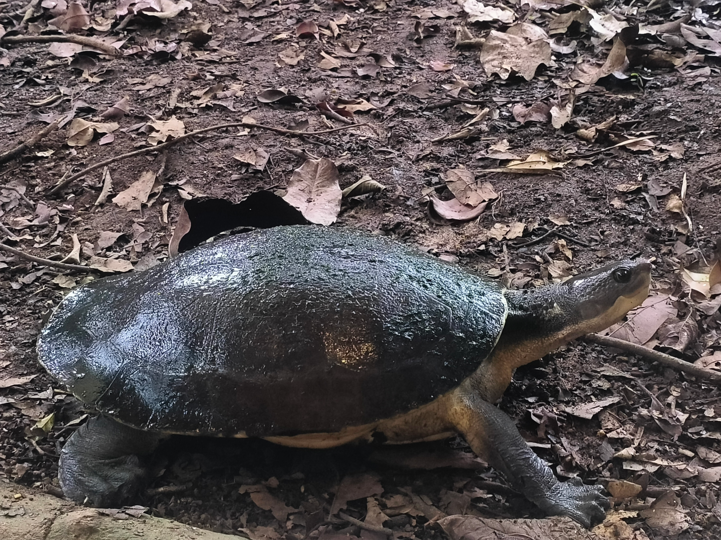 Branderhorst's Snapping Turtle (Elseya branderhorsti)