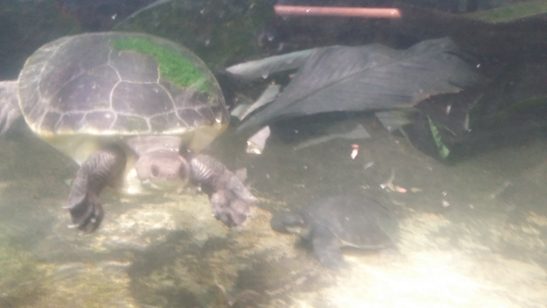 Branderhorst's snapping turtle (Elseya branderhorsti)