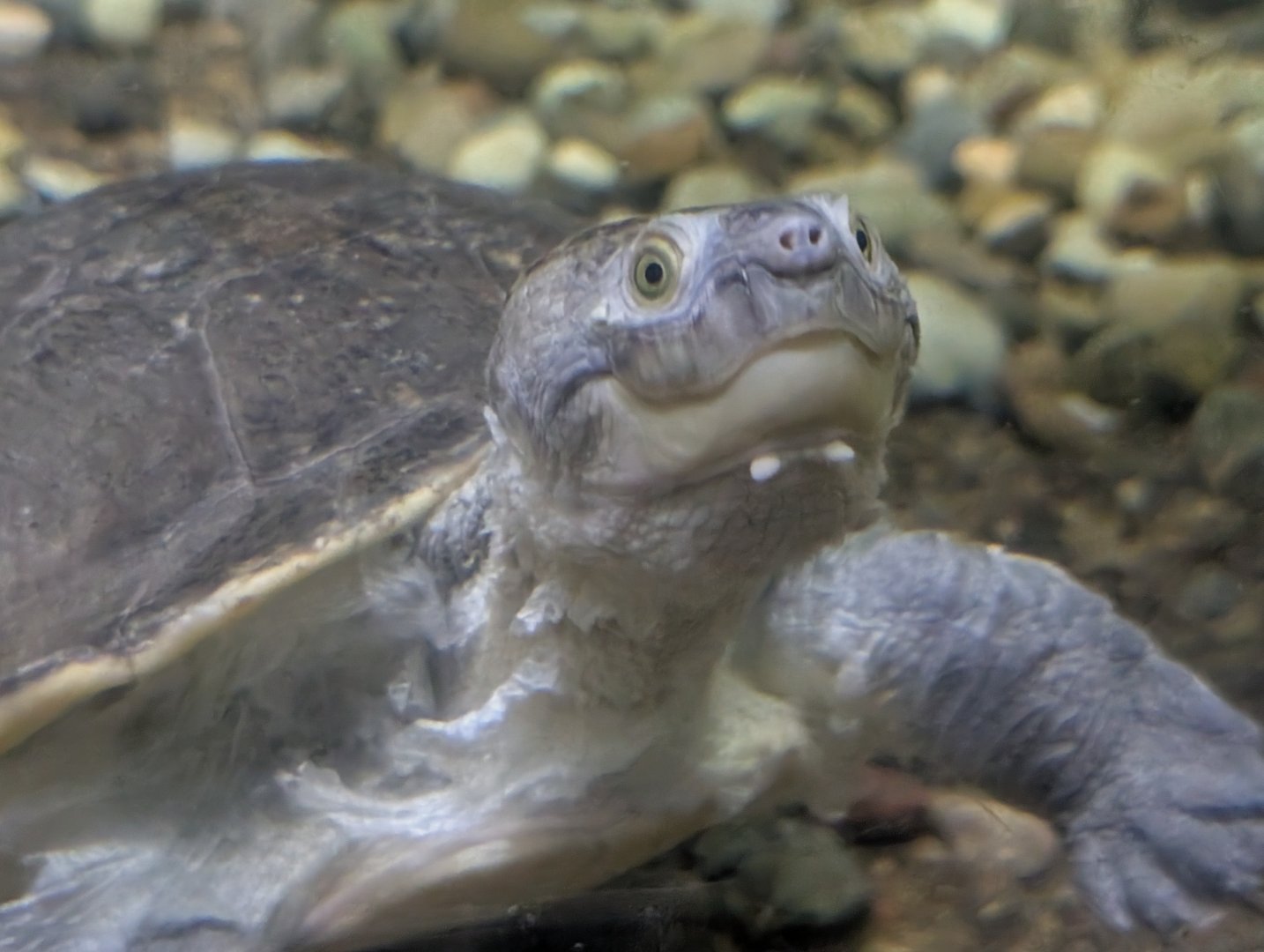 Branderhorst's Snapping Turtle(Elseya branderhorstii)