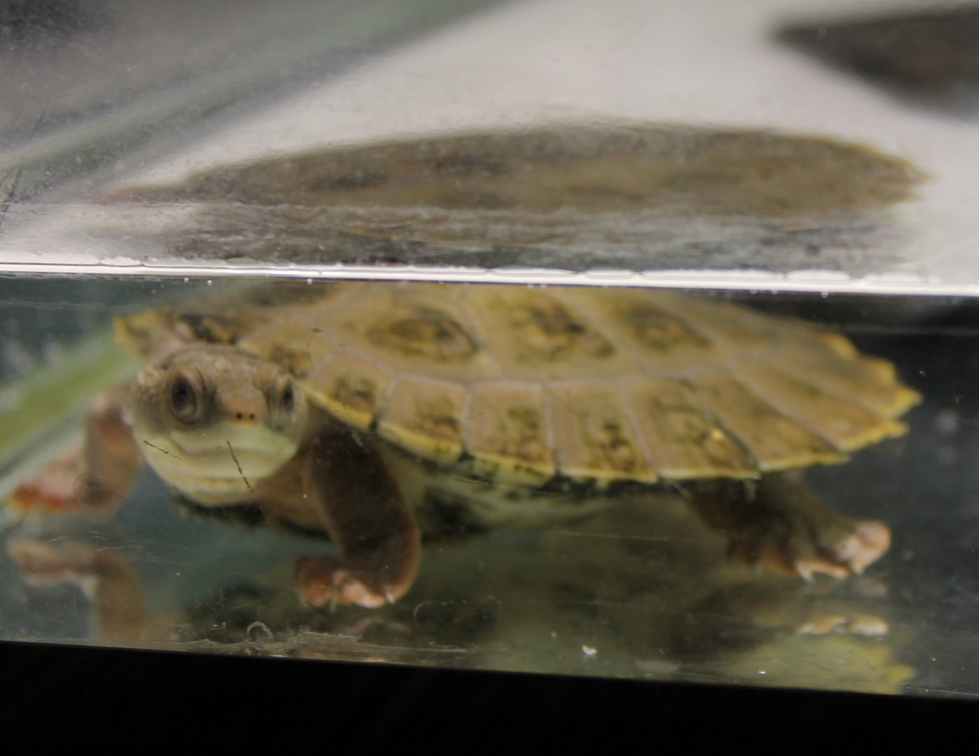 Branderhorst's snapping turtle