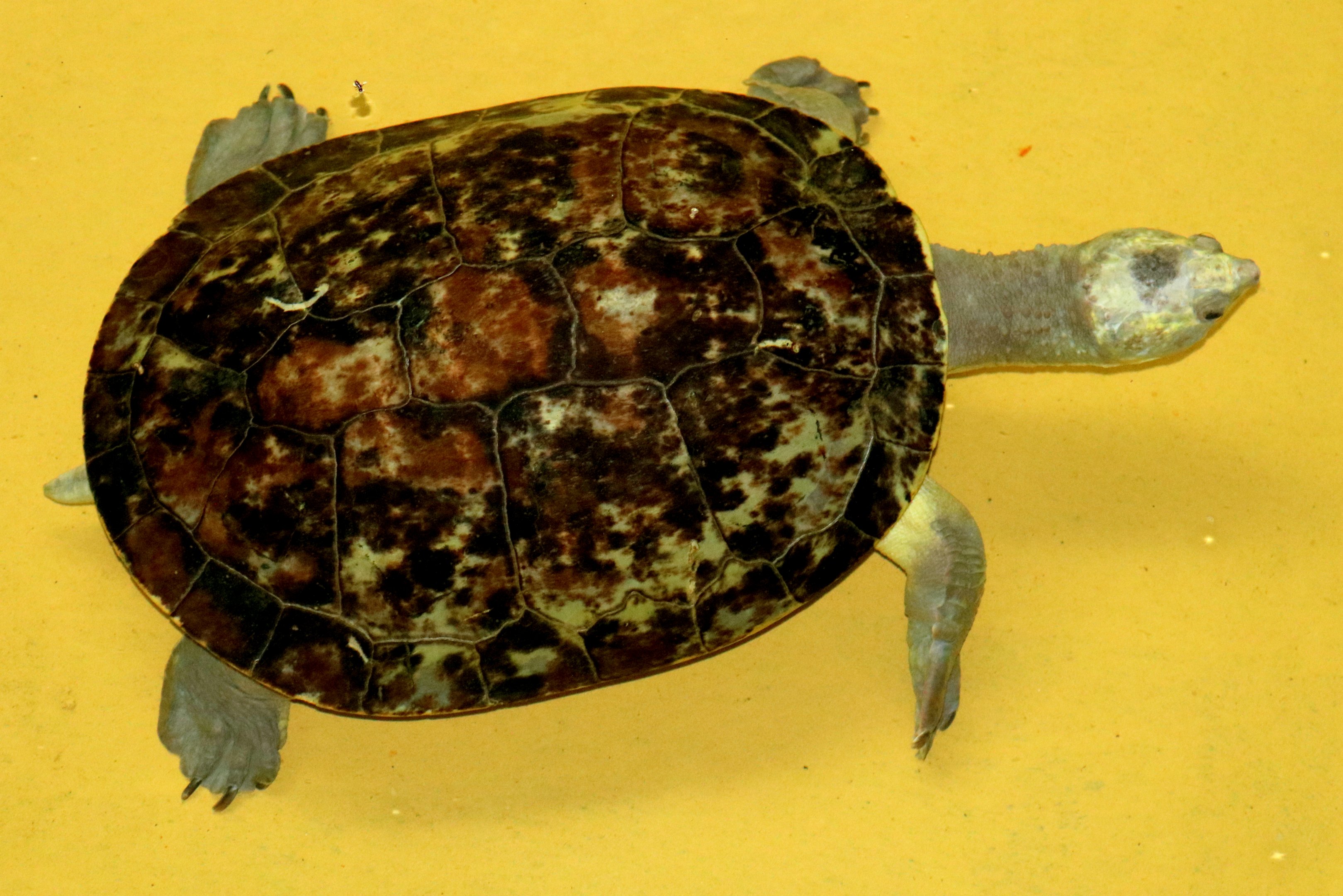 Branderhorst's turtle; Antwerp; 7th September 2018