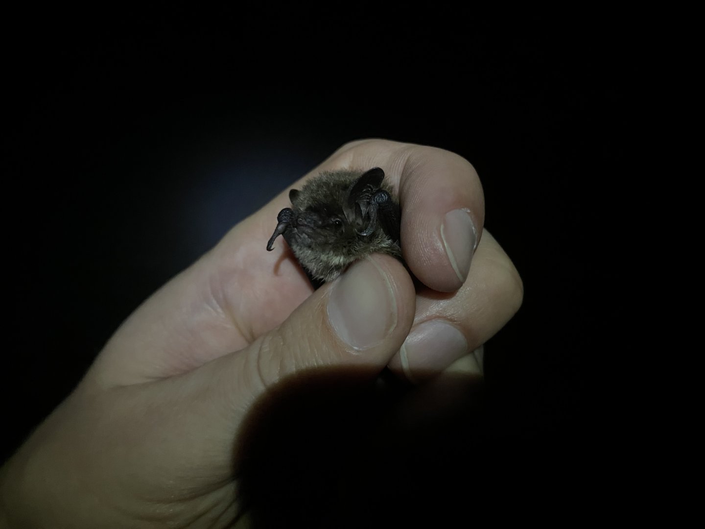 Brandt’s Bat (Myotis brandtii)
