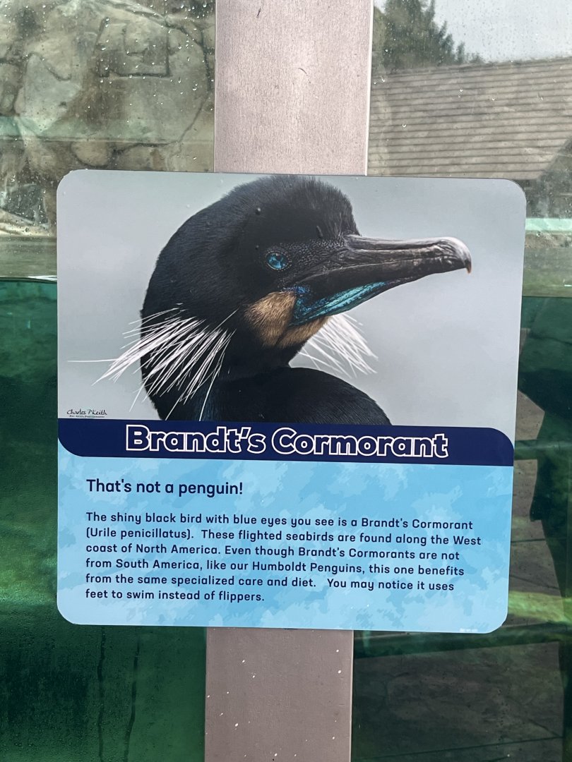 Brandt’s Cormorant Sign