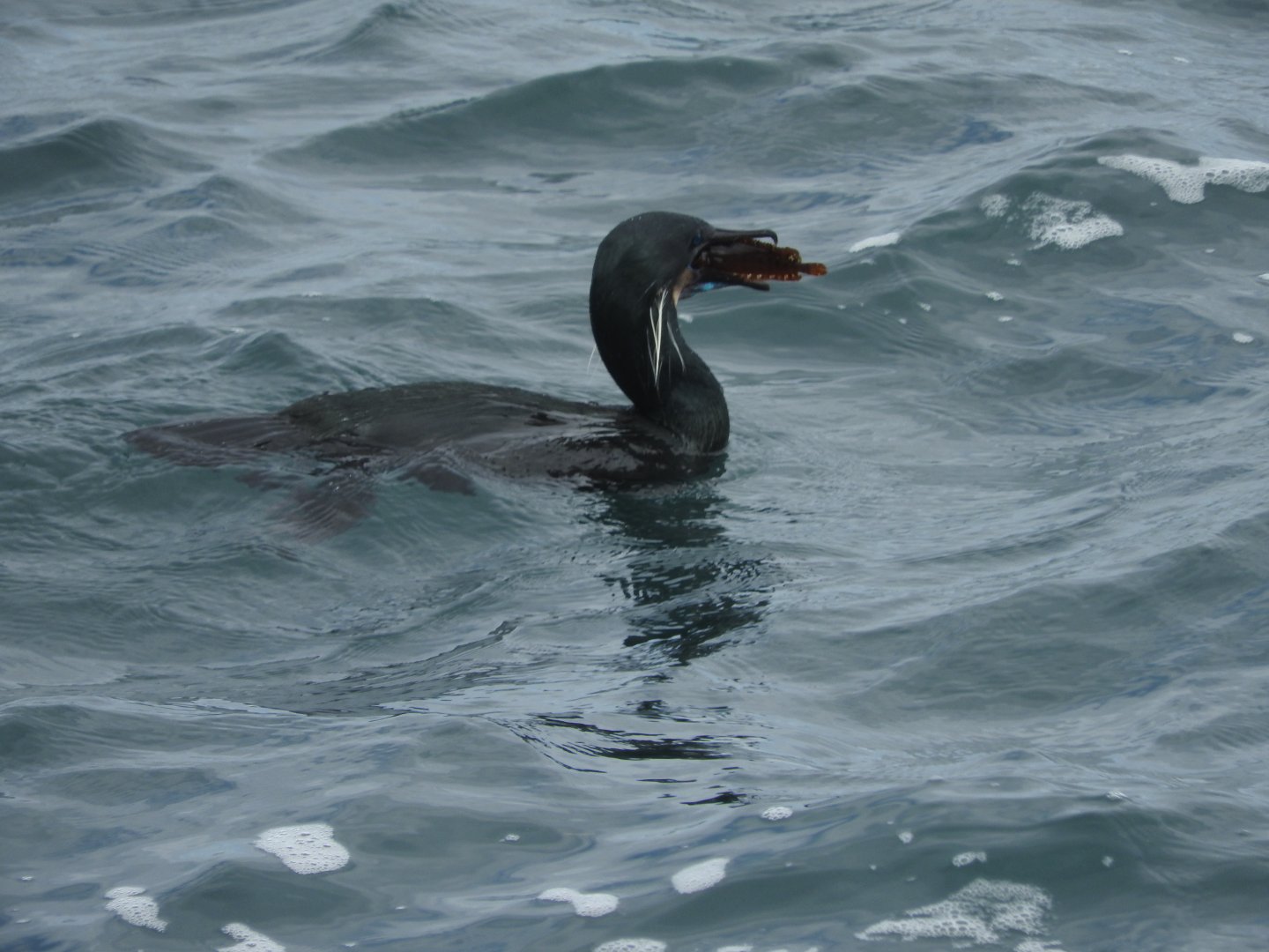 Brandt's Cormorant swallowing fish