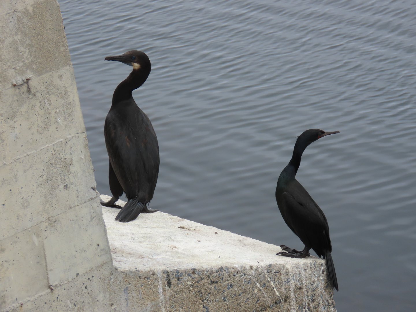 Brandt’s Cormorant (Urile penicillatus) & Pelagic Cormorant (Urile pelagicus)