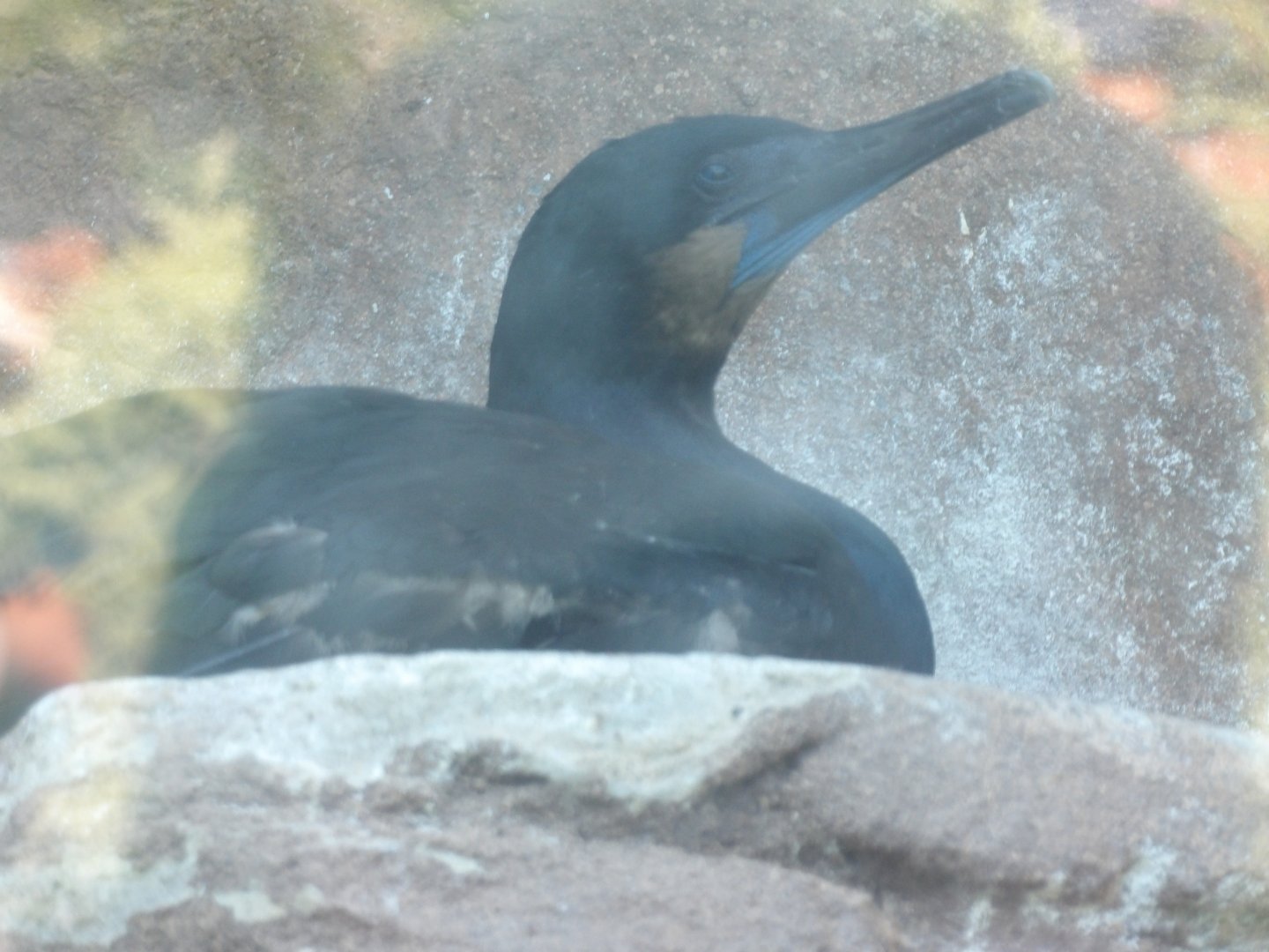 Brandt's Cormorant(Urile penicillatus)