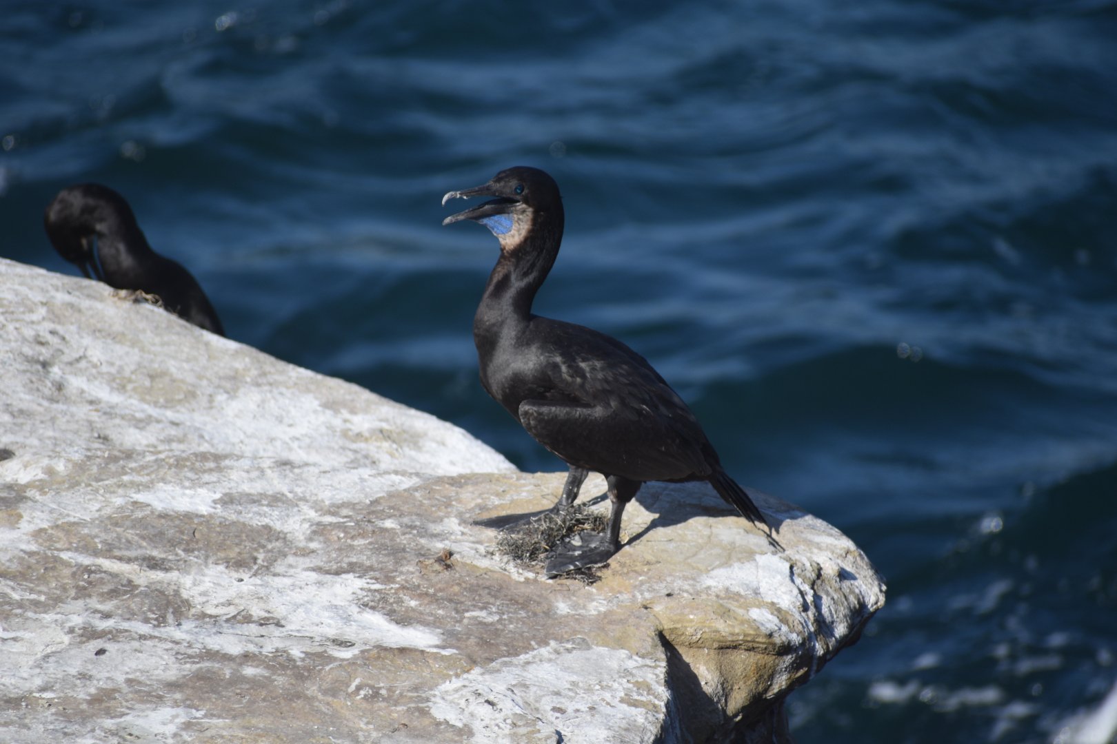 Brandt's Cormorant
