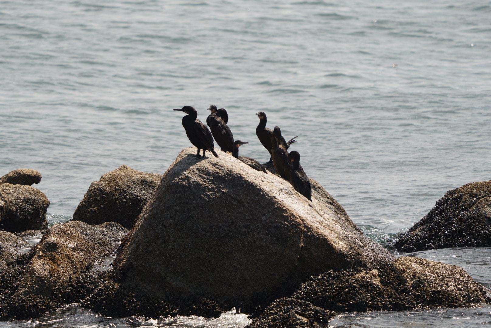 Brandt's Cormorants (Monterey Bay)