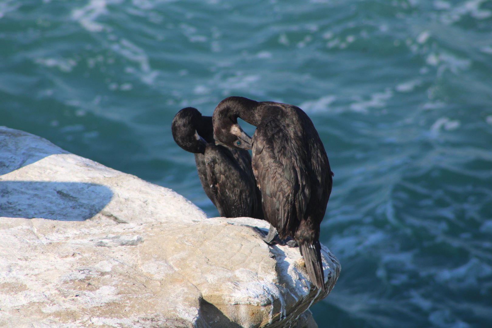 Brandt’s Cormorants (Urile penicillatus)