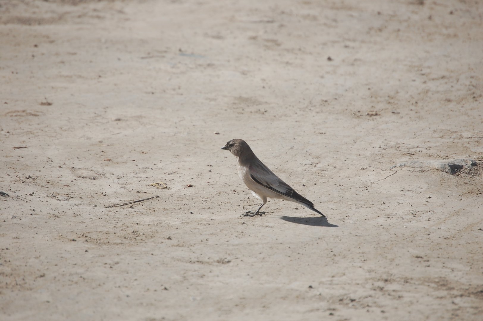 Brandt's mountain finch - Khunjerab Pass 7/5/2019