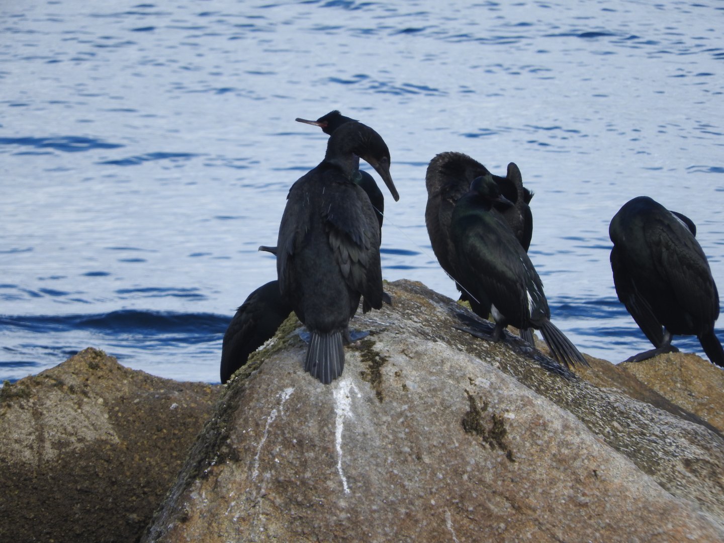 Brandt's & Pelagic Cormorants