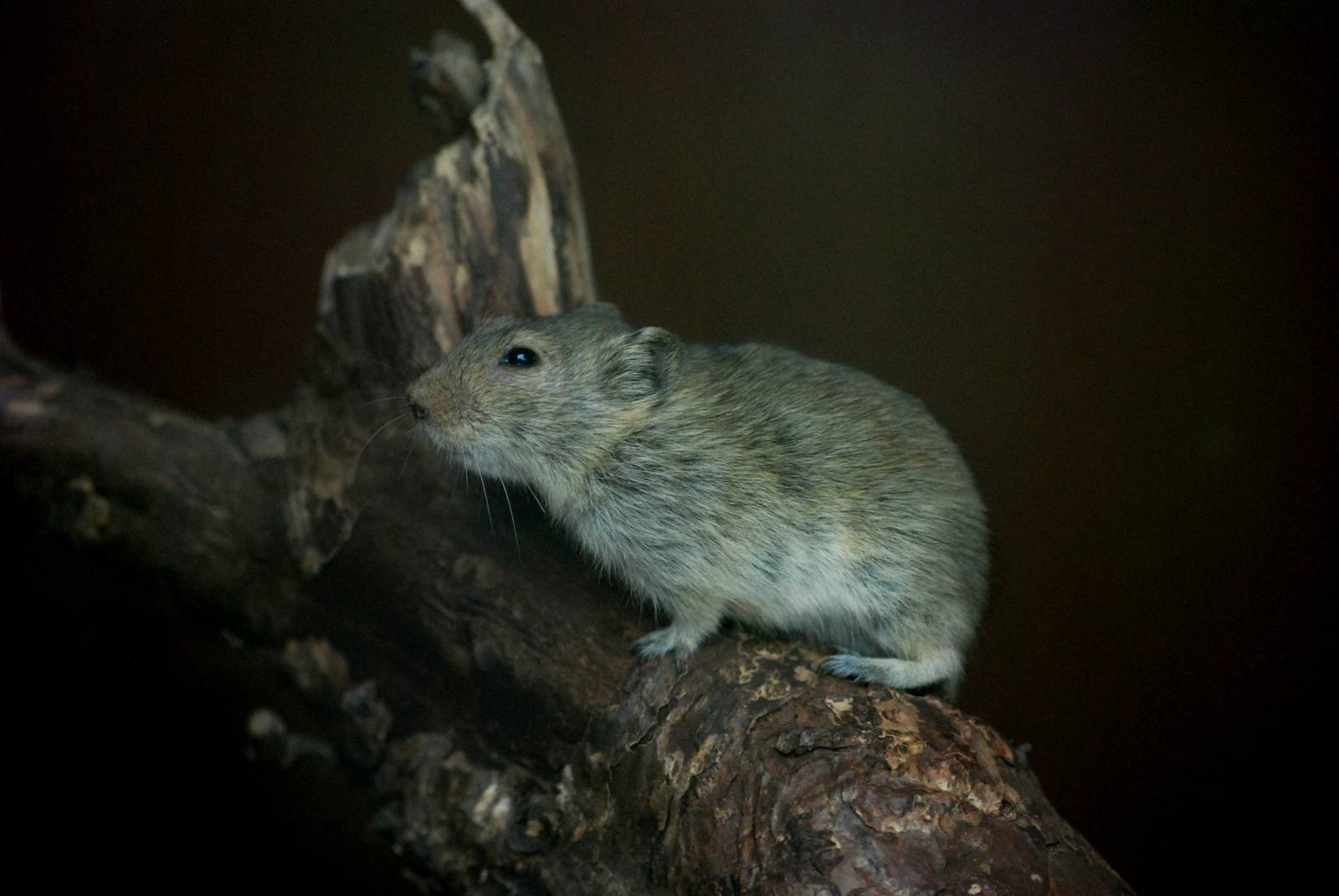 Brandt's Vole at Pilsen, 31/08/12