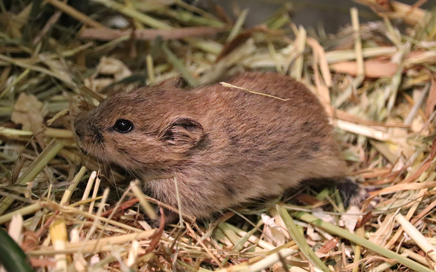 Brandt's vole (Lasiopodomys brandtii)