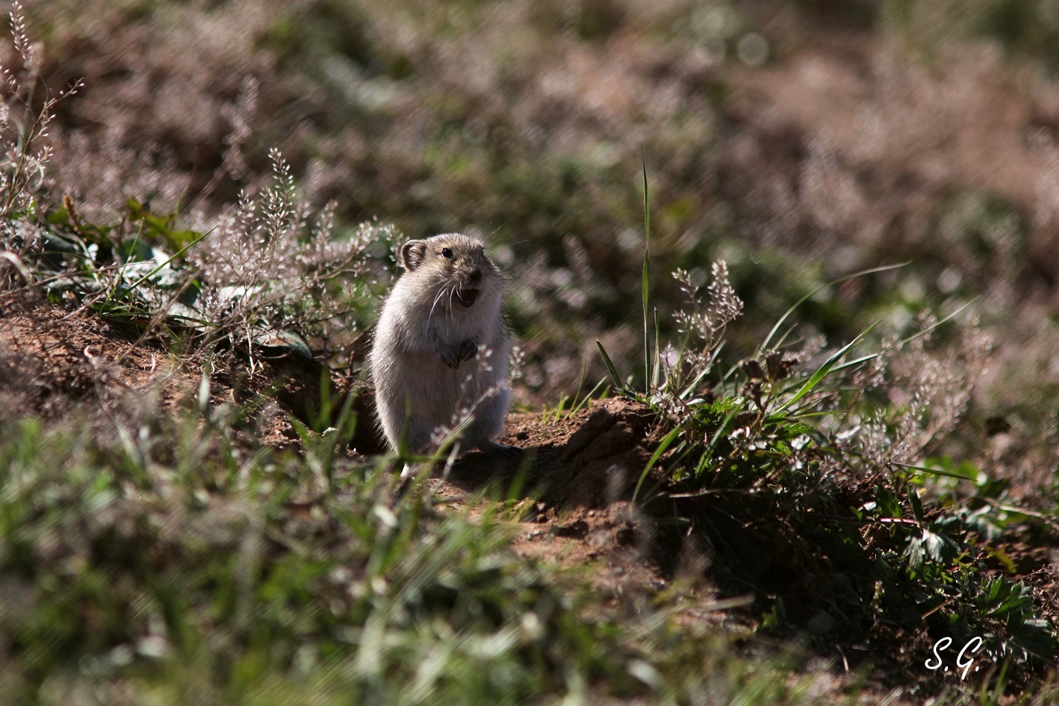 Brandt's vole