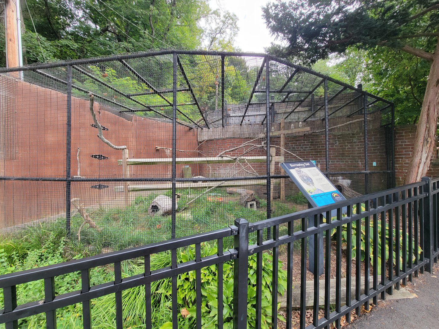 Brandywine - Burrowing Owl