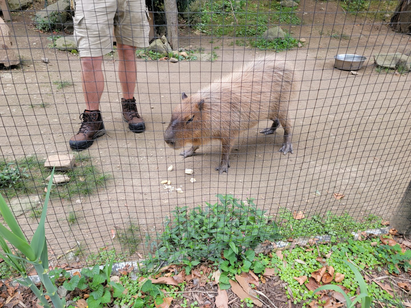 Brandywine - Capybara, a 10-year-old girl found wandering around in Massachusetts