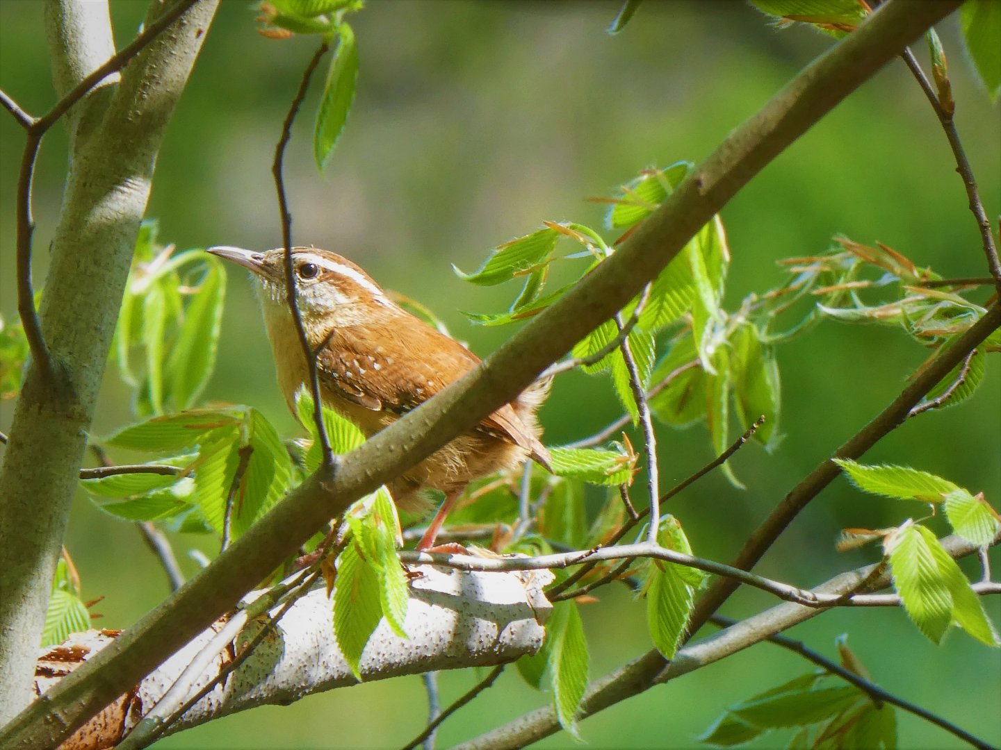Brandywine Creek State Park - Carolina Wren