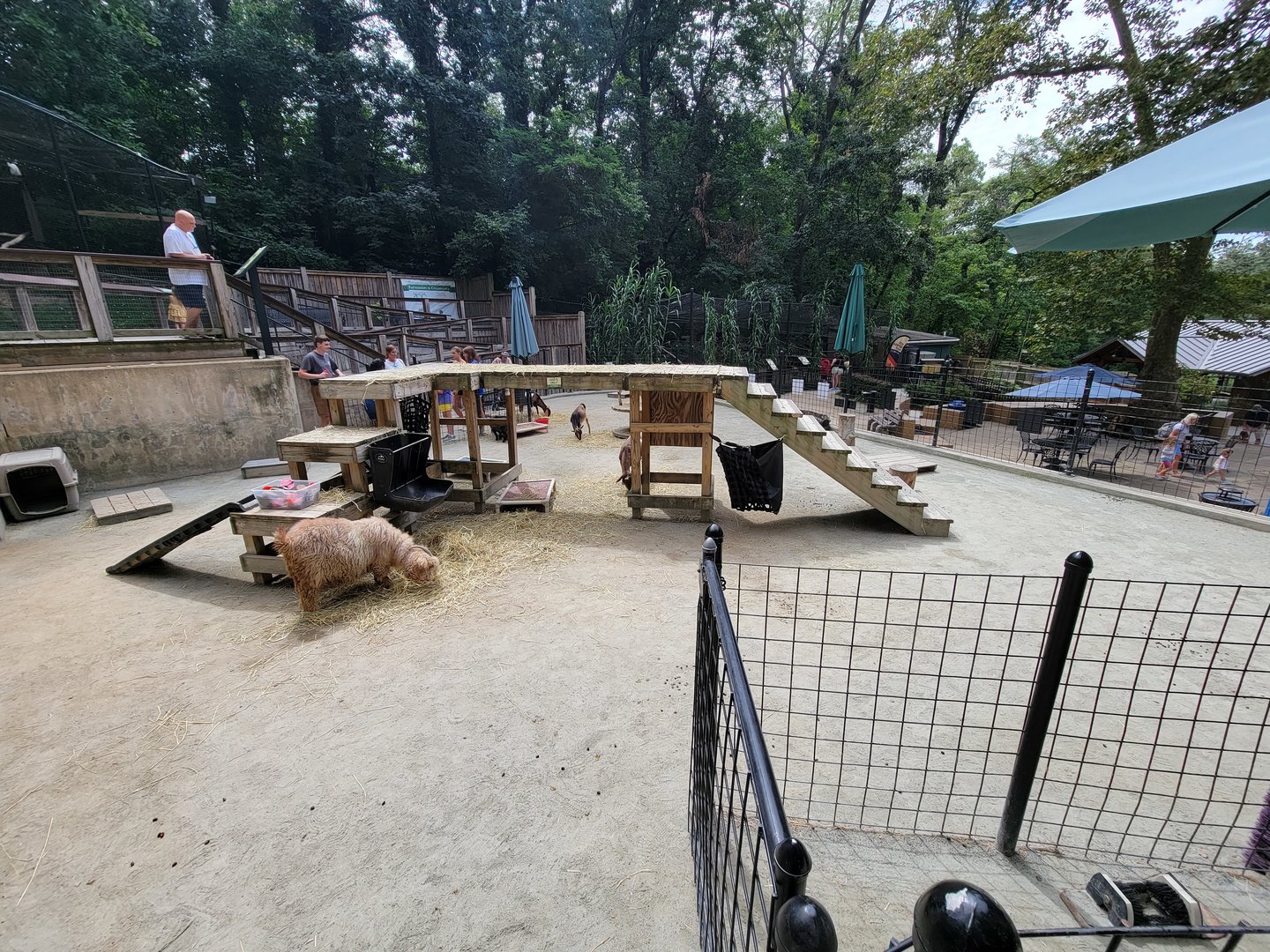 Brandywine - Goat interaction yard