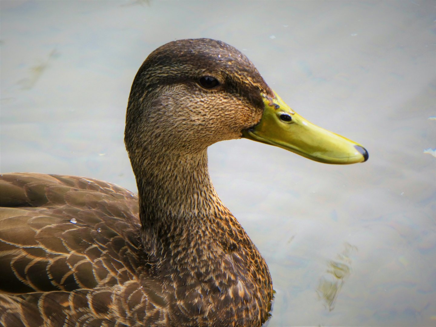 Brandywine Park - American Black Duck
