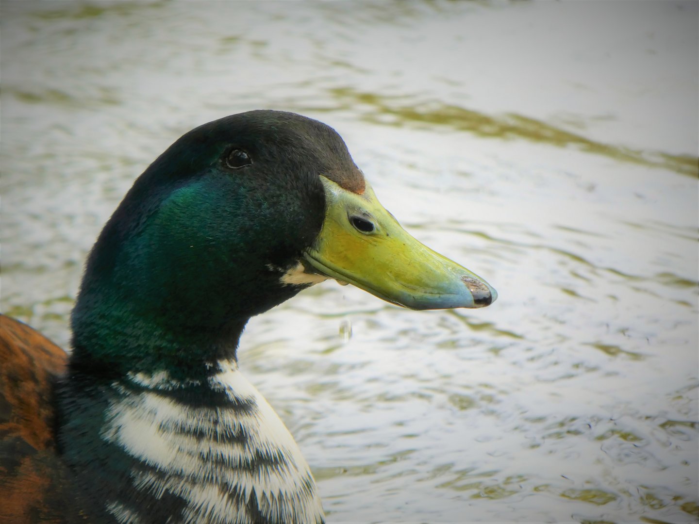 Brandywine Park - Domestic Duck