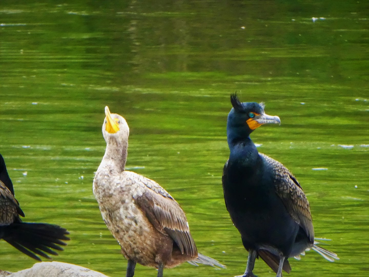 Brandywine Park - Double-crested Cormorants