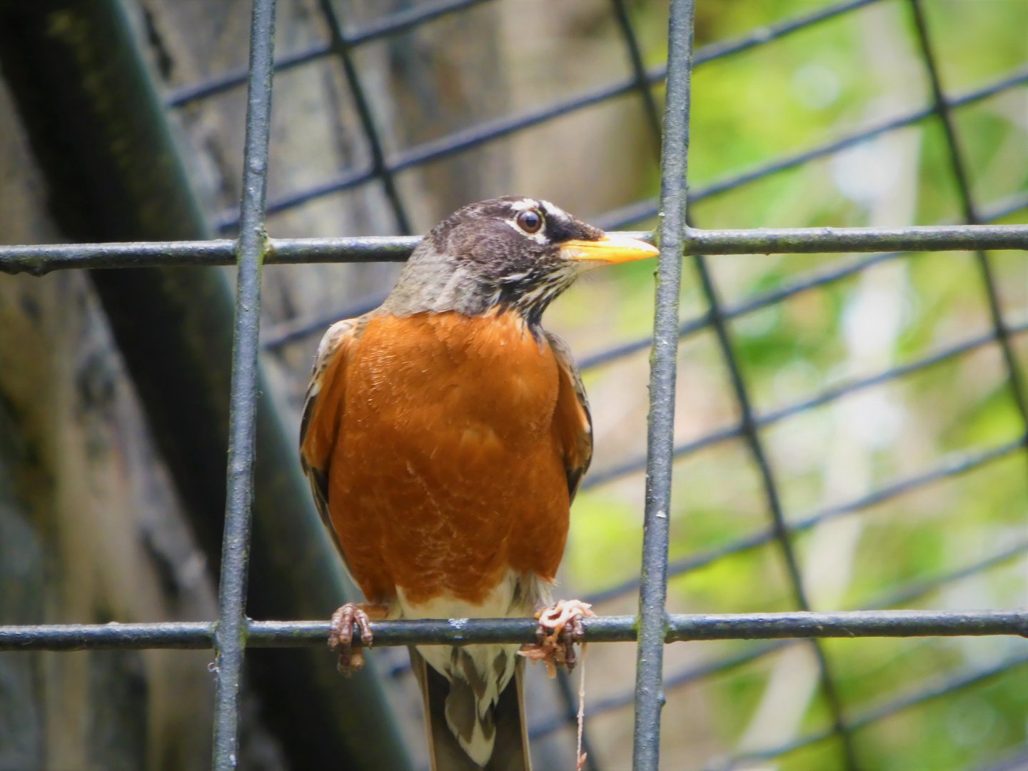 Brandywine Park - Eastern Robin