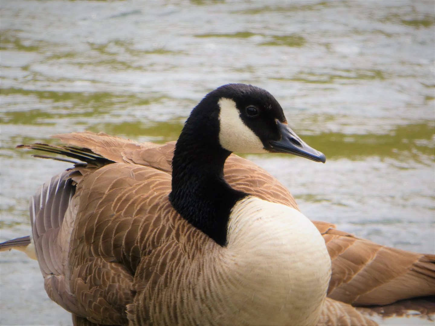 Brandywine Park - Interior Canada Goose