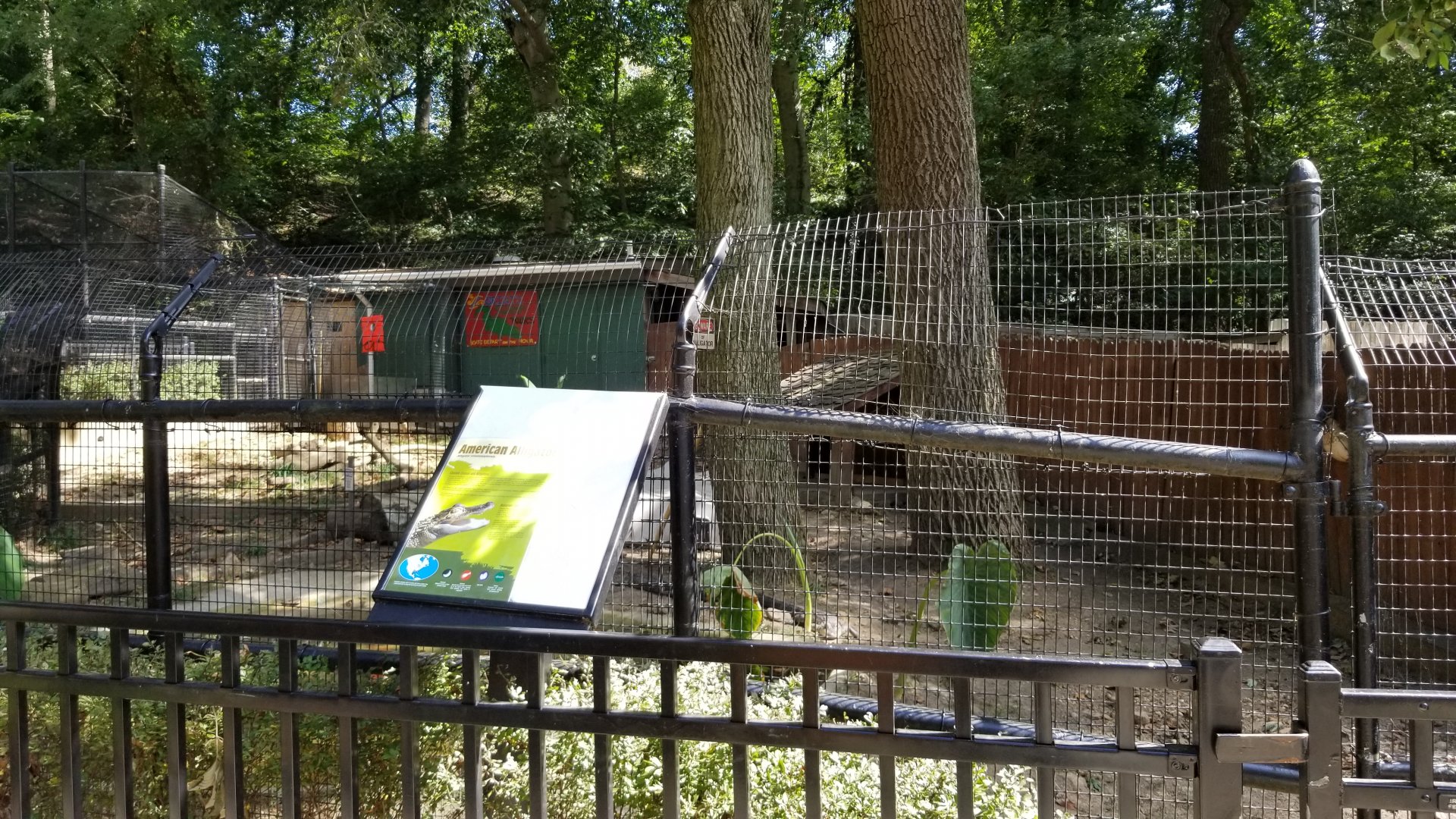 Brandywine Zoo - American Alligators