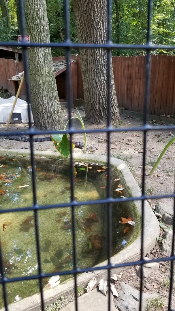Brandywine Zoo - American Alligators