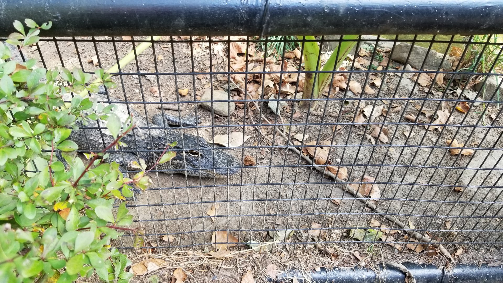 Brandywine Zoo - American Alligators
