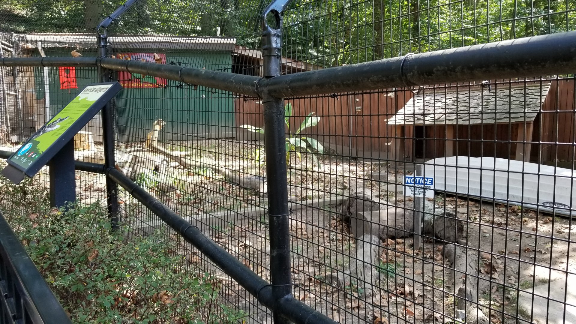 Brandywine Zoo - American Alligators