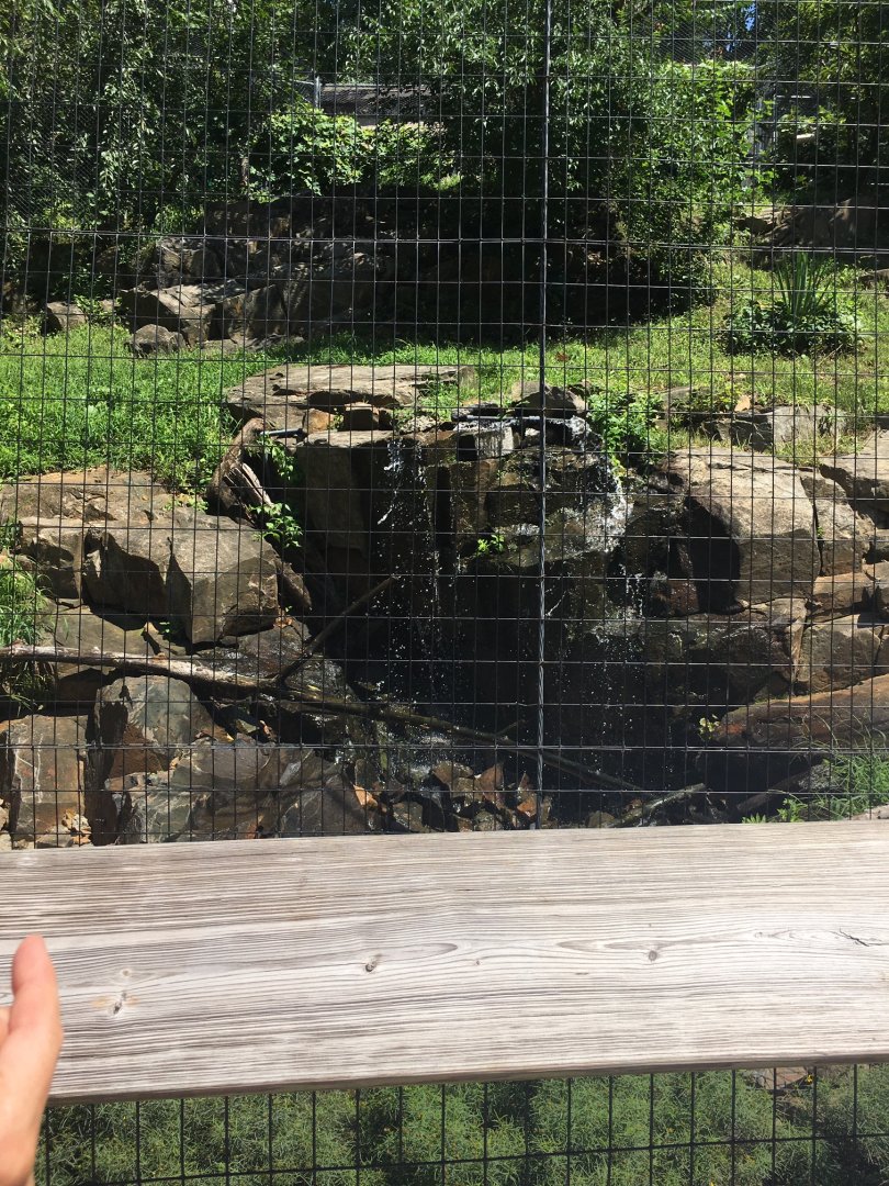 Brandywine Zoo - Andean Condor Exhibit Waterfall