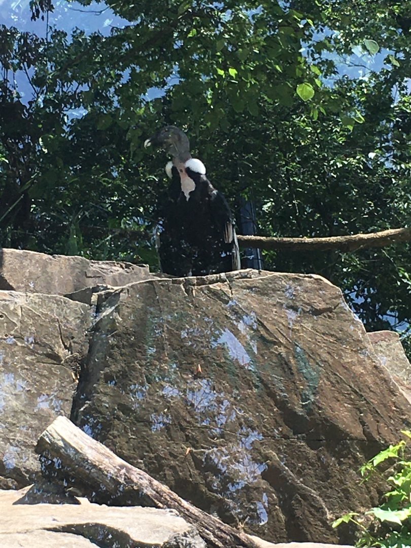 Brandywine Zoo - Andean Condor