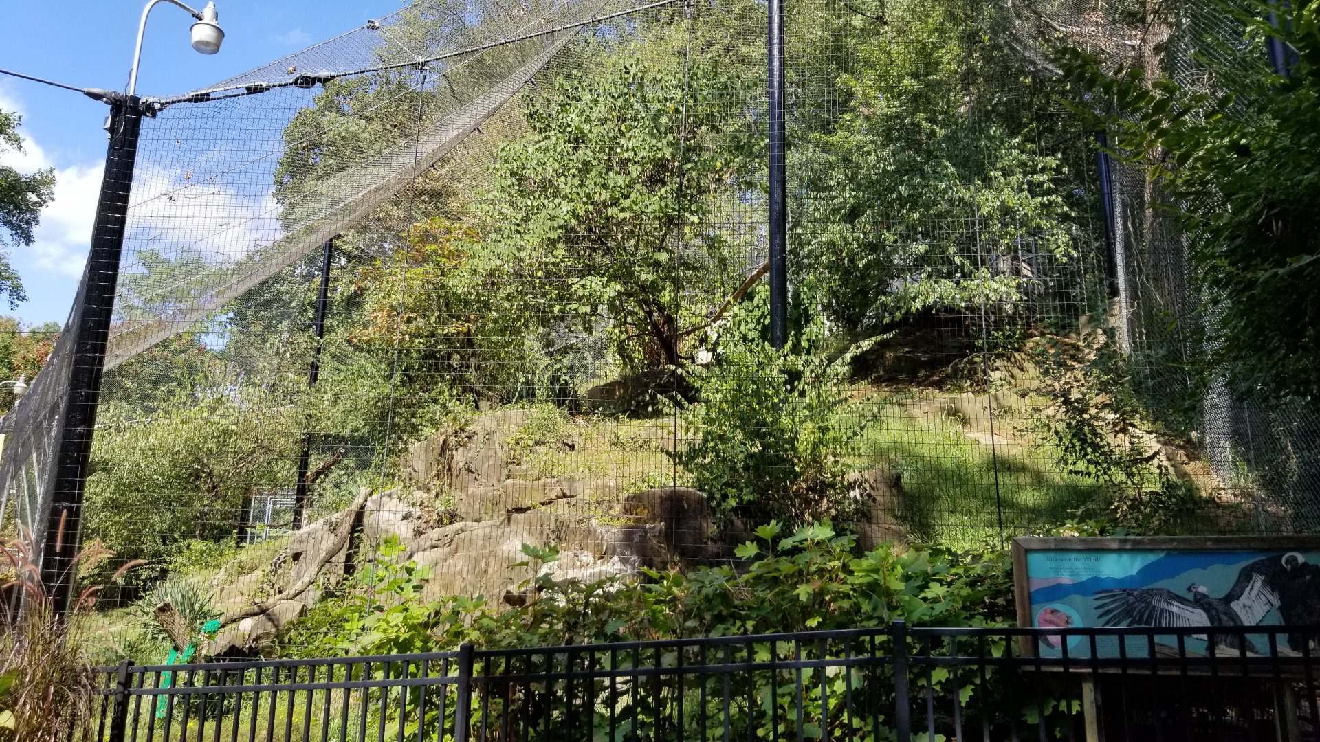 Brandywine Zoo - Andean Condors, far side