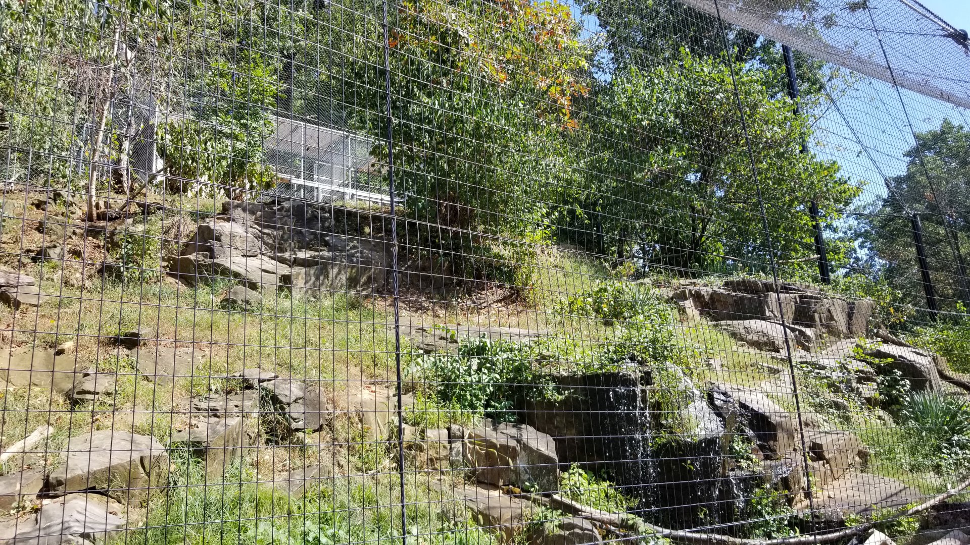 Brandywine Zoo - Andean Condors