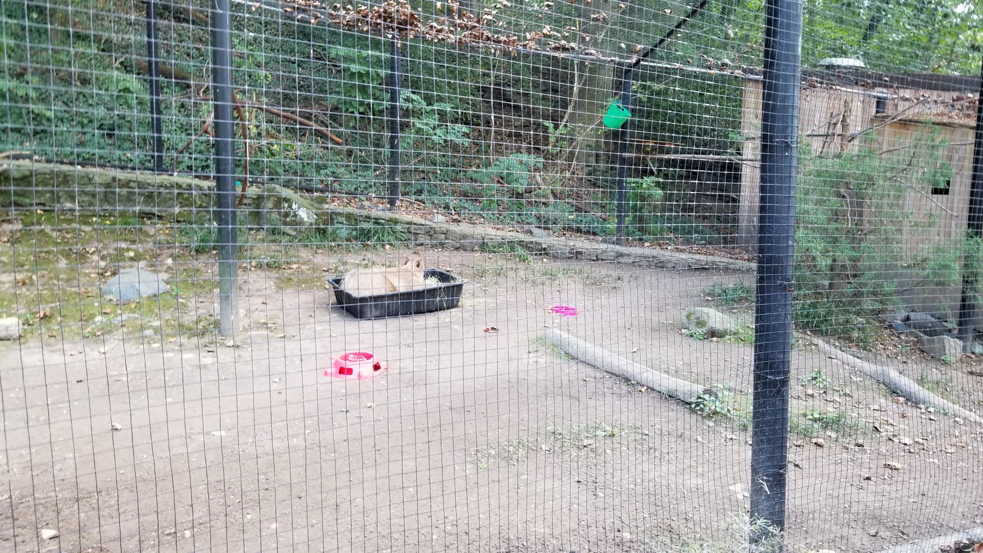 Brandywine Zoo - Aviary, Capybara
